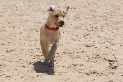 SU PRIMER DIA DE PLAYA EN EL PALMAR EN CADIZ